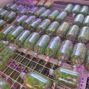 Giả Hạc Ma Bó - Chai mô gieo hạt 25 cây