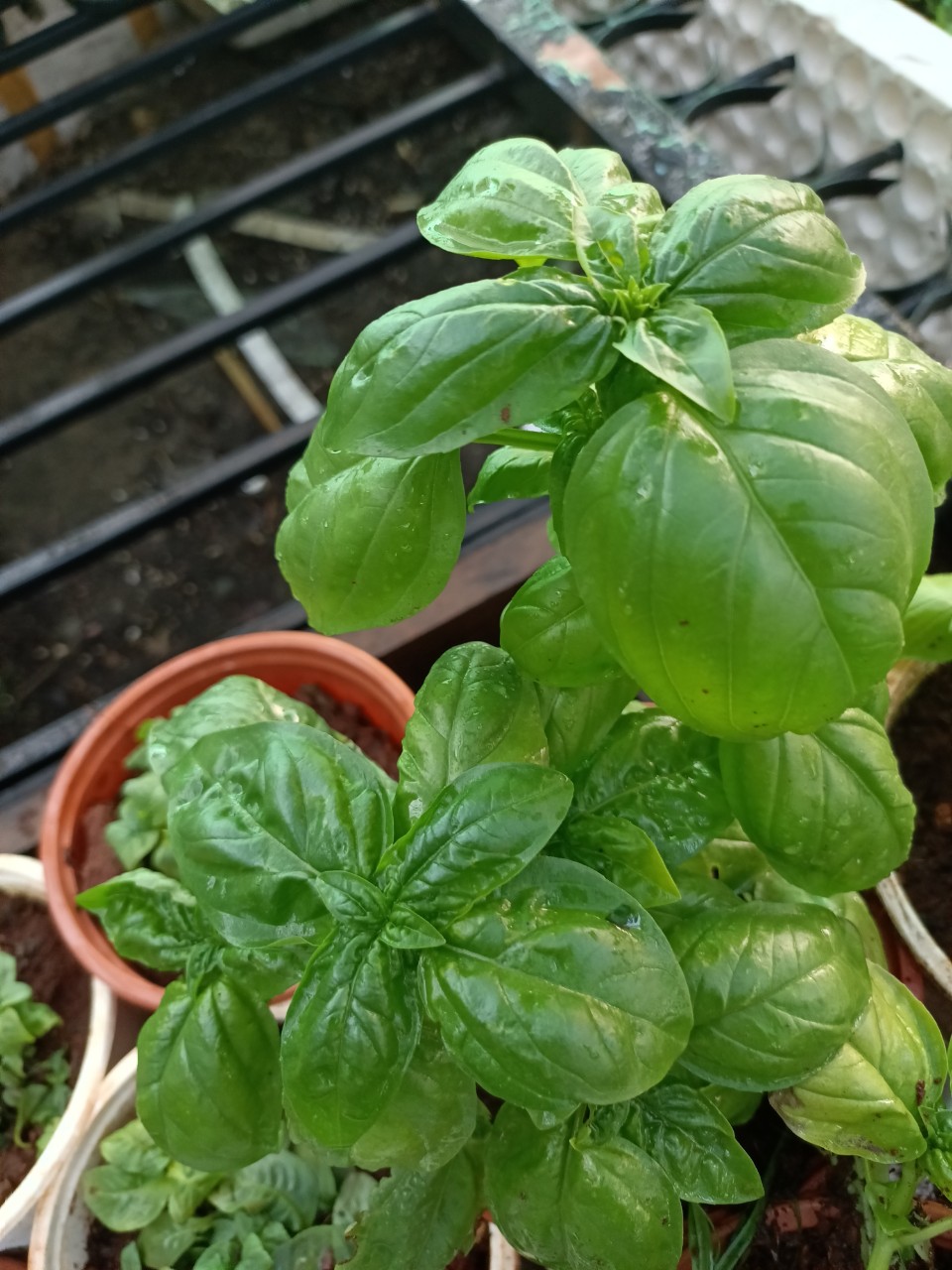 2aae3700edfc6fe7a3f1820a6c0a8aab-1