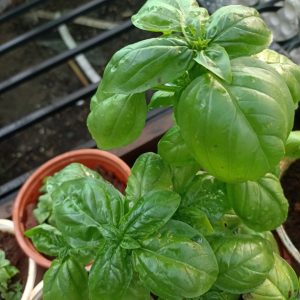 Chậu cây húng tây, cây gia vị, Basil