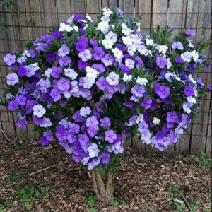 Chậu cây hoa Nhài (Lài) Nhật trưởng thành tán sum ra hoa quanh năm - hoa chuyển từ màu tím sang hồng và trắng