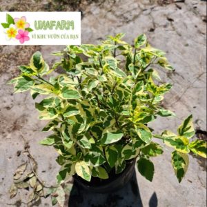 Cây giống cẩm thạch dây - CayGiongTot