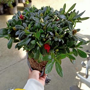 [HCM]Chậu cây hoa đỗ quyên - giao cây đang nụ cho hoa tím đẹp - thegioiraumam