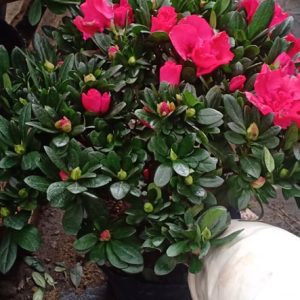 [HCM]Chậu cây hoa đỗ quyên - giao cây đang nụ cho hoa tím đẹp - thegioiraumam