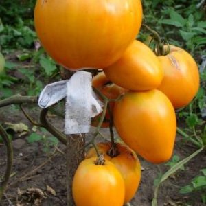 Gói 0.5GR hạt giống Cà Chua Trái Tim Vàng