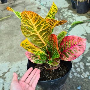 Cây giống lá màu ngũ sắc - CayGiongTot