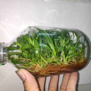 Giả Hạc Ma Bó - Chai mô gieo hạt 25 cây