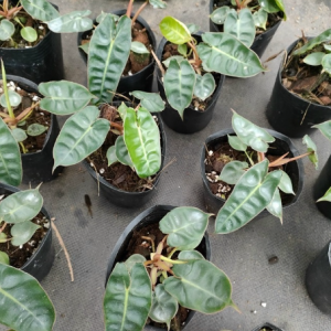 Cây giống hạc cam size mini