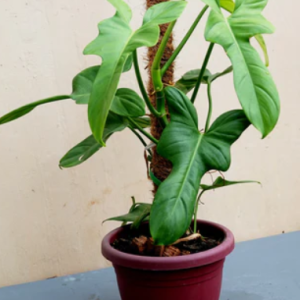 Cây kiểmg lá vĩ cầm xanh - violin xanh size mini(Philodendron Bipennifolium)