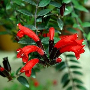 Chậu cây giống hoa lan son môi đỏ kèm chậu treo như hình - Lipstick Plant - Aeschynanthus lobbiana