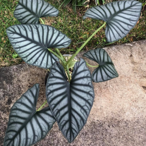 Cây giống kiểng lá Nebula(Alocasia Nebula ‘Imperialis’) size mini