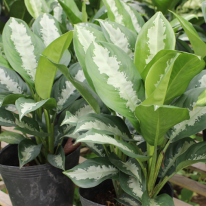 Chậu cây Thanh Lam - Dracaena angustifolia