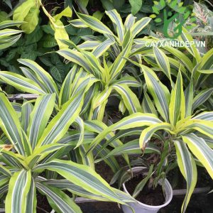 [Cây phong thủy] Phát Tài Mỹ - CayGiongTot