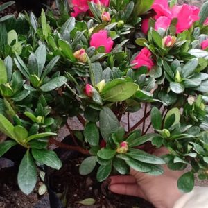 [HCM]Chậu cây hoa đỗ quyên - giao cây đang nụ cho hoa tím đẹp - thegioiraumam