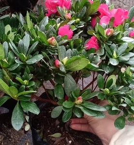 [HCM]Chậu cây hoa đỗ quyên - giao cây đang nụ cho hoa tím đẹp - thegioiraumam