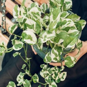 [Cây phong thủy] Trầu bà ngọc thủy - CayGiongTot