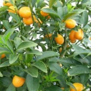 Cây giống Tắc thái trái dài (kim quất, quất thái, tắc mỹ, tắc vỏ ngọt) đang có trái - cây nhỏ