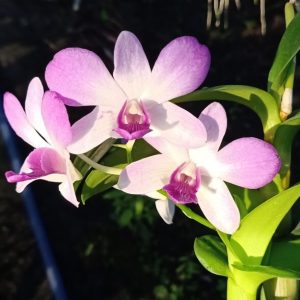 Chậu cây lan Dendro màu hồng pha trắng