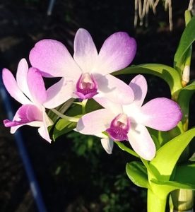 Chậu cây lan Dendro màu hồng pha trắng