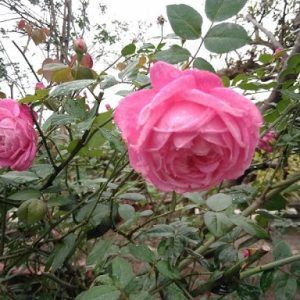 [Cây giống hoa] Hồng bụi Cổ Sapa size chậu C10