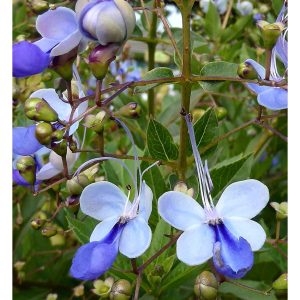 Cây giống Cây thanh điệp (cánh tiên) - CayGiongTot