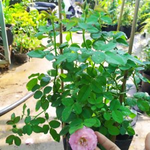 [Cây giống hoa] Hồng Society giống hồng leo Mỹ hoa thơm - CayGiongTot