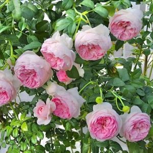 [Cây giống hoa] hồng LEO Mon Couer  - giống hồng ngoại siêng hoa, bông chùm, dễ chăm size chậu C9 - CayGiongTot