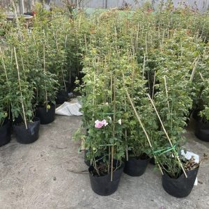 [Cây giống hoa] hồng LEO Mon Couer  - giống hồng ngoại siêng hoa, bông chùm, dễ chăm size chậu C9 - CayGiongTot