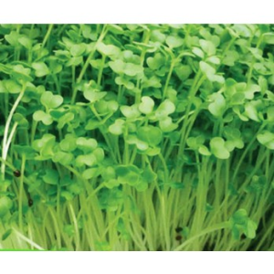 1kg hạt giống rau mầm Cải Bẹ Xanh Mỡ - Thế Giới Rau Mầm