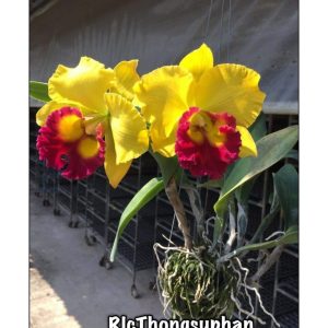 [Cây giống] Lan Cattleya TEM chuẩn màu Vàng nhập Thái - Giao cây như hình 2 - Rlc.Thongsuphan