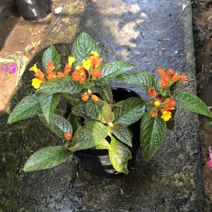 Cây lá gấm Sunset Bells C6