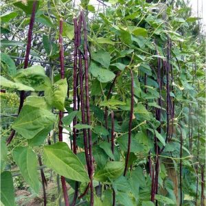 Gói 10GR hạt giống Đậu Đũa Tím Cao Sản (Da Tím)