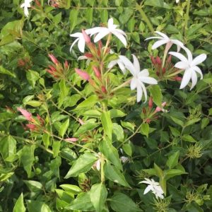 Cây giống nguyệt quế leo - CayGiongTot