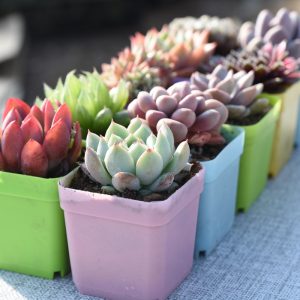 Chậu trồng sen đá bonsai xương rồng 6,3x6,3cm_hồng