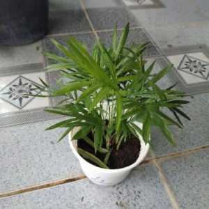 [Cây phong thủy] Cau Tiểu Trâm - CayGiongTot