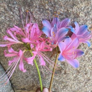 Củ giống Hoa Bỉ Ngạn - 5 màu đỏ, hồng, tím nhạt, trắng, vàng.