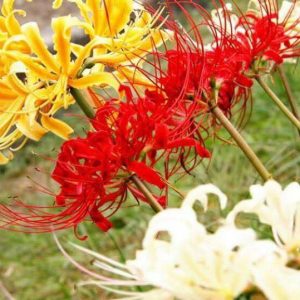 Củ giống Hoa Bỉ Ngạn - 5 màu đỏ, hồng, tím nhạt, trắng, vàng.