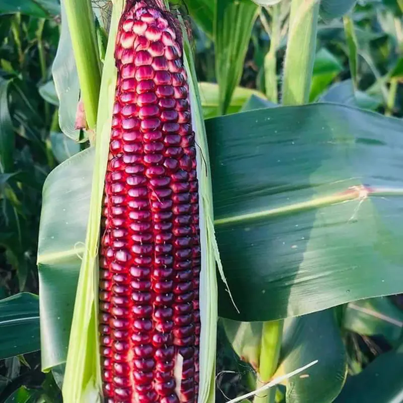 39c6cd217943cde946c3900e52c77b4f-png_q80_