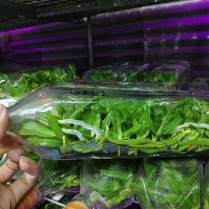 Lan Ngọc Điểm Chai Mô - Hồng cánh sen 28 cây