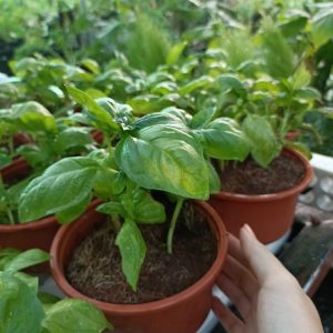 Chậu cây húng tây, cây gia vị, Basil