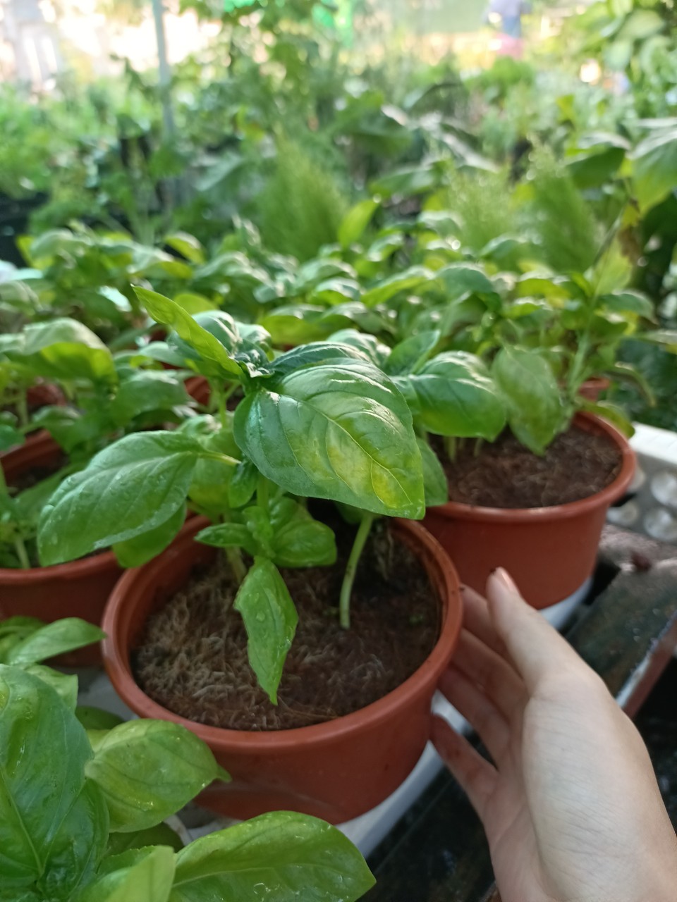 Chậu cây húng tây, cây gia vị, Basil
