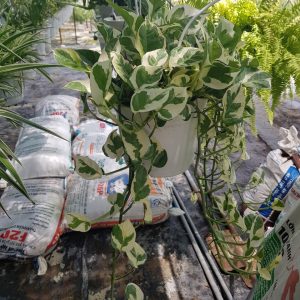 [Cây phong thủy] Trầu bà ngọc thủy - CayGiongTot