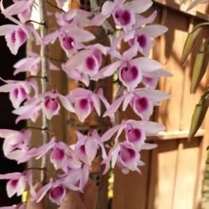 Giả Hạc Ma Bó - Chai mô gieo hạt 25 cây