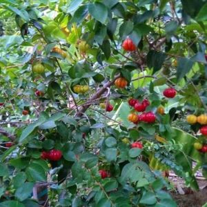 Cây giống Cherry Surinam - Giống Cherry Khía 8 múi ngoại nhập hay còn gọi Anh Đào Đen xuất xứ Brazil
