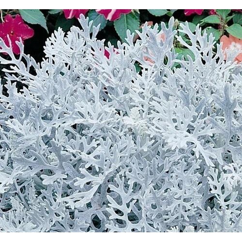 3b88bfd5f5e36c4640df907c35ff5c1f-1 Chậu cây Cúc Lá Bạc - Cúc Ren Bạc - Silver Dust Dusty Miller