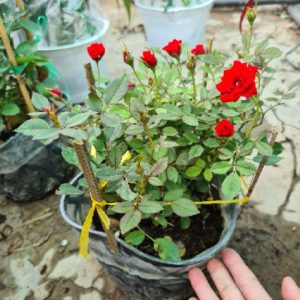 [Cây giống hoa] Hồng Tỉ Muội (giao màu ngẫu nhiên) size bầu nhỏ - CayGiongTot