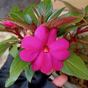 Chậu cây mai dạ thảo hồng lá đỏ