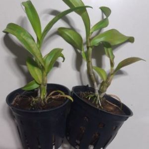 [Giống mới] Dendro lai Cattleya màu đẹp - cây trưởng thành sắp cho hoa