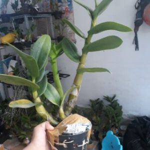 Dendro Nắng Hoàng Long - Cây tơ sắp hoa