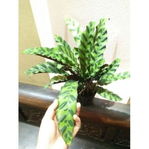 Cây giống Đuôi Công (lá dài) - CayGiongTot