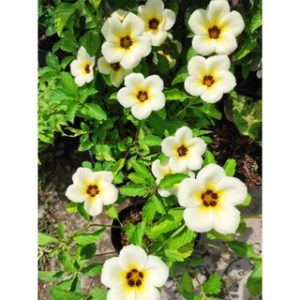 Cây giống Cây Đông hầu - Dừa kem